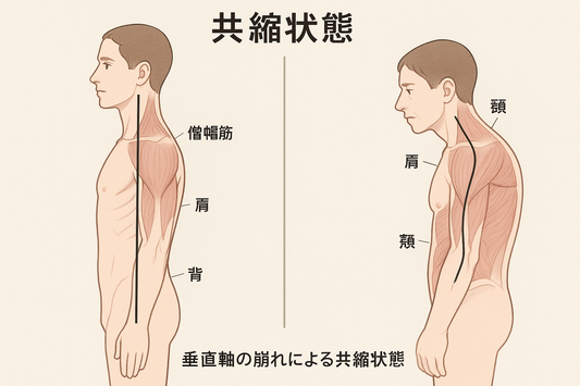 垂直軸の崩れが引き起こす「共縮状態」とは？  「最近、顔が歪んできた気がする」「肩や首が重くて、呼吸が浅い」 その原因、“共縮状態（きょうしゅくじょうたい）”かもしれません。  現代人に多い「猫背・巻き肩・顎の前突」。 これらの姿勢の乱れが進むと、体の筋肉がバランスを失い、 “垂直軸（体の真ん中を通る姿勢の基準線）”が崩れてしまいます。
