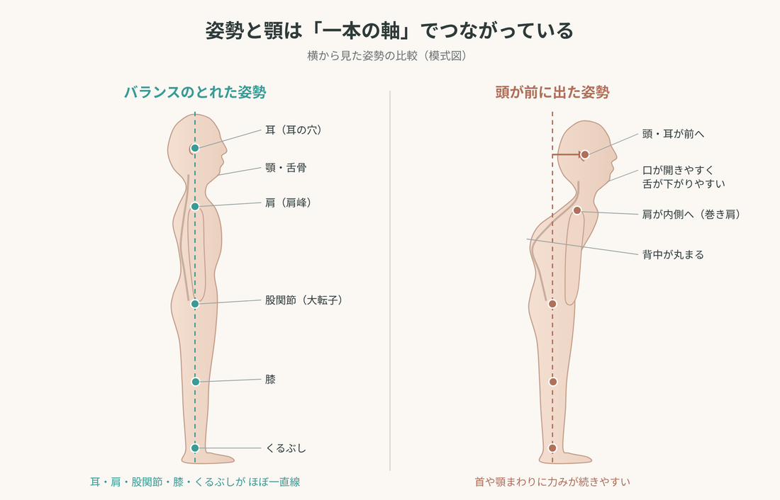 姿勢と顎の一本の軸（模式図）