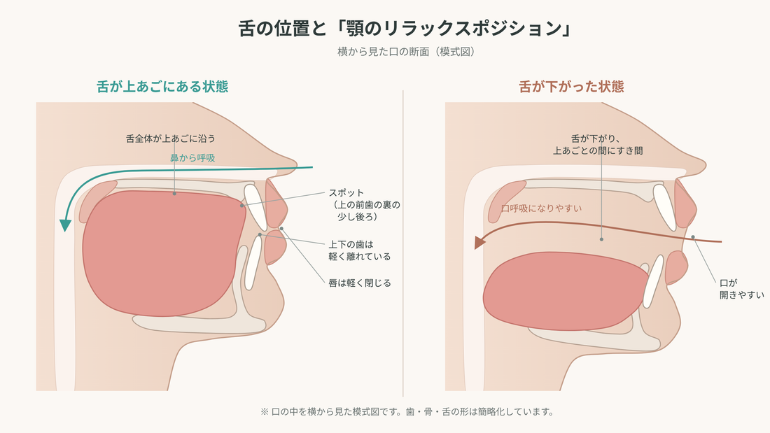 舌の位置と顎のリラックスポジション（模式図）