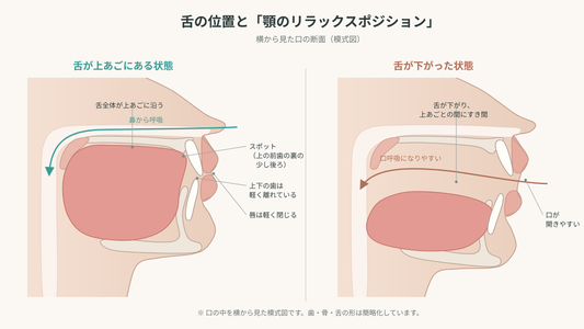 舌の位置と顎のリラックスポジション（模式図）